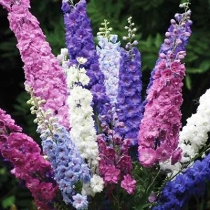 Seminte de Nemtisor Mix (Delphinium Ajacis) de gradina cu flori elegante, 1 gram, Opal